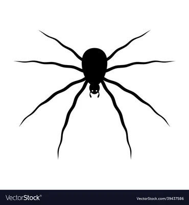 Illustration of a black spider Karakurt for the theme of the Halloween  holiday. A poisonous spider. Vector image Stock Vector | Adobe Stock