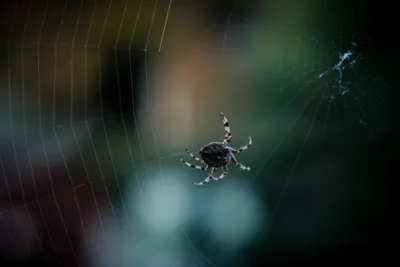 Karakurt | Karakurt spider (Latrodectus tredecimguttatus) is… | Flickr