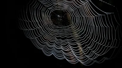 Karakurt close-up (Latrodectus tredecimguttatus.) - YouTube