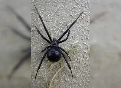 Black Widow Spider or Karakurt Stock Image - Image of background,  arachnophobia: 167578505