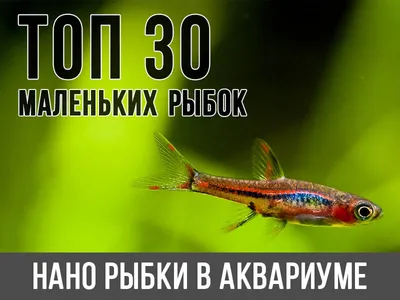 Какие рыбки могут жить без фильтра и кислорода - Зоомагазин MasterZoo