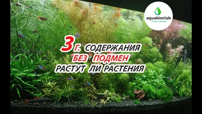 Аквариум со всем сод.350 руб до 1 июля » Интернет-портал «Полесье своими  глазами» | Бесплатные частные и коммерческие объявления