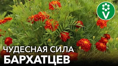 Бархатцы немахровые красно-жёлтые семена съедобных цветов