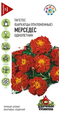 Бархатцы нужно сажать на огороде - названы причины | РБК Украина