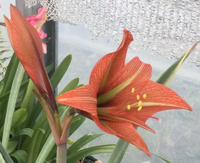 Hippeastrum 'Temptation'