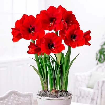 Hippeastrum glaucescens – Telos Rare Bulbs