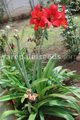 Hippeastrum x johnsonii \"Apple Blossum\" (\"Apple Blossum\" Amaryllis) |  Naturescapes of Beaufort, SC