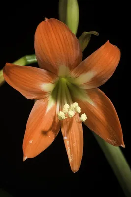 Hippeastrum Hybrid 'Red' – Buy seeds at rarepalmseeds.com