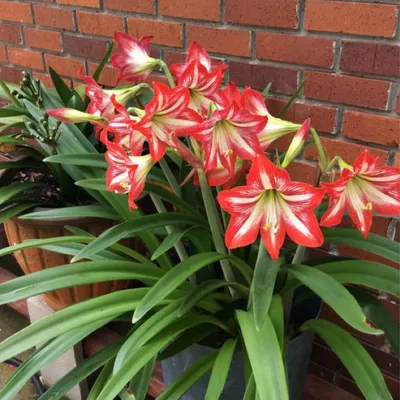 Hippeastrum hortorum hi-res stock photography and images - Alamy