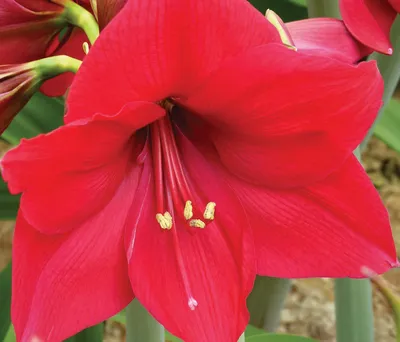 Hippeastrum Holland - Specialty Type 'Cleopatra' Amaryllis from Leo Berbee  Bulb Company