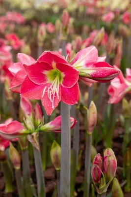 Hippeastrum striatum - Wikispecies