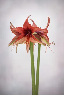 HIPPEASTRUM (AMARYLLIS UNIQUE) LARGE FLOWERING 'PLEASURE' 34/36 CM. (6  P.OPEN TOP BOX) | Rotex Flowerbulbs BV