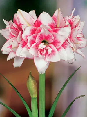 Hippeastrum reginae (L.) Herb. | Species