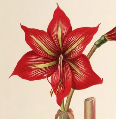 Species Hippeastrum Collectors United