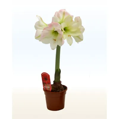 Hippeastrum: how to care for and keep them flowering - Gardens Illustrated