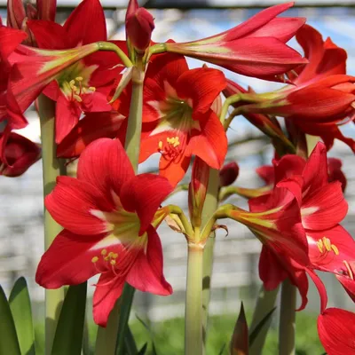 Elvas - Hippeastrum | VDQ Bulbs