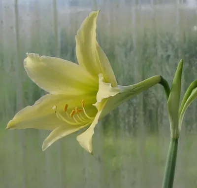 File:Hippeastrum correiense.jpg - Wikipedia