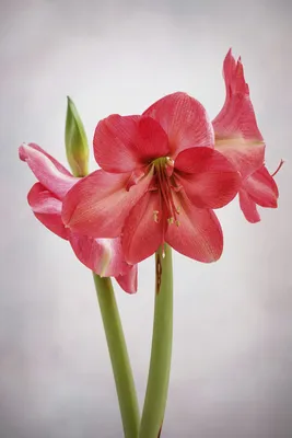 Hippeastrum: how to care for and keep them flowering - Gardens Illustrated