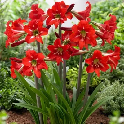 Гиппеаструм (Hippeastrum). Купить в Киеве. Доставка по Украине. Флора Лайф,  интернет-магазин растений