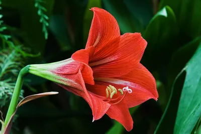 Hippeastrum 'Striped Garden'®