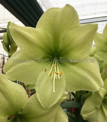 Hippeastrum parodii 'Germa' – Telos Rare Bulbs