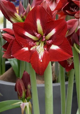 HIPPEASTRUM (AMARYLLIS UNIQUE) LARGE FLOWERING 'LUNA' 34/36 CM. (6 P.OPEN  TOP BOX) | Rotex Flowerbulbs BV