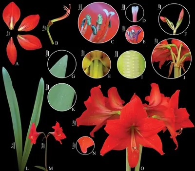 Buy Hippeastrum Reve 28/30 affordable | Gardens4you.ie