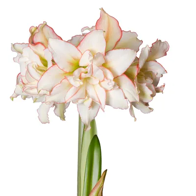 Buy Hippeastrum CHARISMA flower bulbs online | Green Garden Flower bulbs