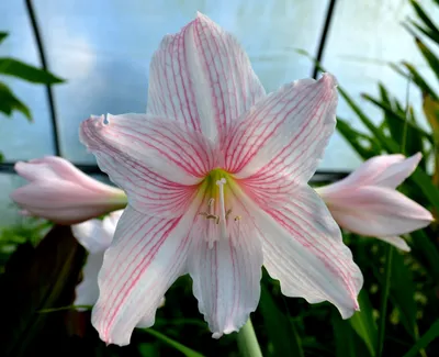 Hippeastrum Barbados superb red petals white throat