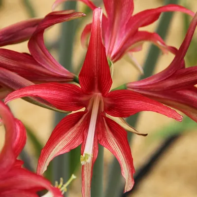 Indoor Amaryllis Hippeastrum - Minerva