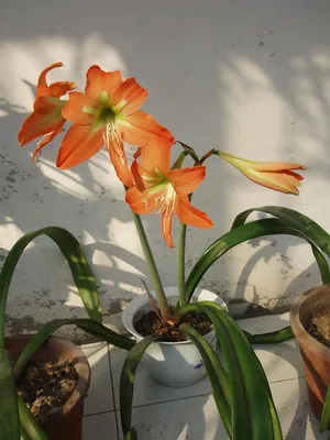 Buy Hippeastrum SPLASH flower bulbs online | BULBi.nl