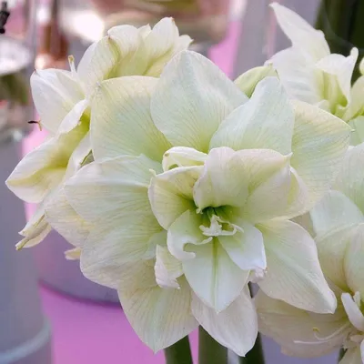 Hippeastrum 'Fairytale' - Tesselaar