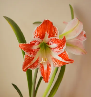 Hippeastrum Harlequin