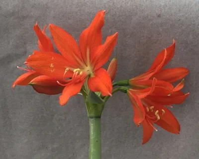 Hippeastrum reticulata – Amaryllis – Brian's Botanicals