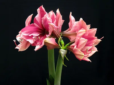 Hippeastrum Reginae Photos and Images | Shutterstock