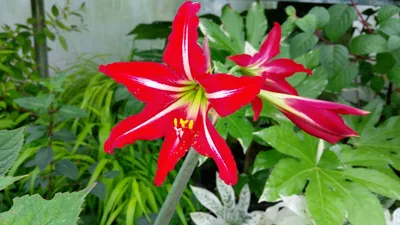 Hippeastrum 'Quito'®