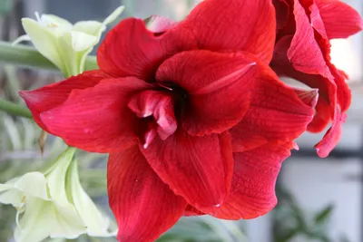 Hippeastrum (Amaryllis, Dutch Amaryllis, Fire Lily) | North Carolina  Extension Gardener Plant Toolbox