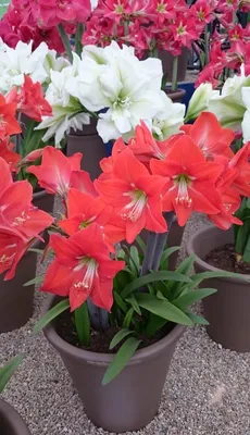 Hippeastrum ramboi – Telos Rare Bulbs