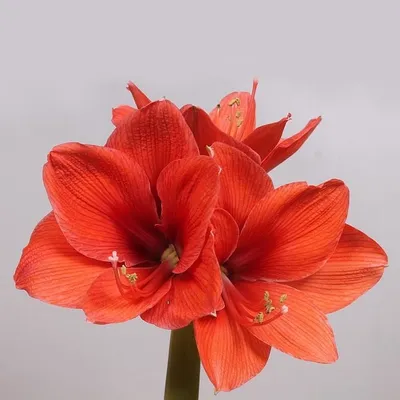 Hippeastrum 'Gervase' | Large flowering Amaryllis | Flickr