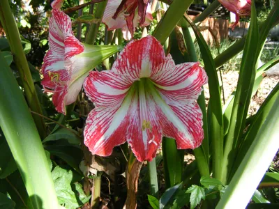 Hippeastrum 'Voodoo' – Secret Garden Growers