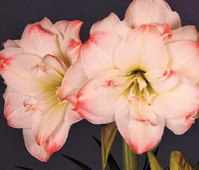 Hippeastrum flowers hi-res stock photography and images - Alamy