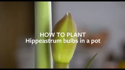 Hippeastrum Growers Guide | Oldboy's Flowers