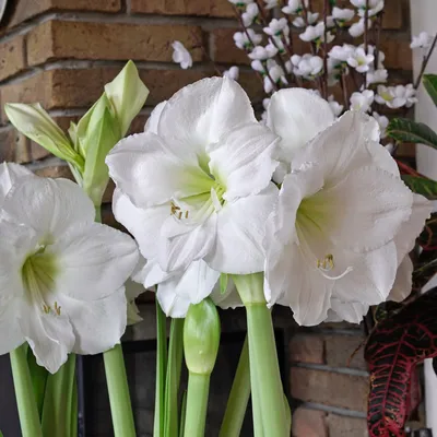 Hippeastrum verdianum | Hibiscus, Tropical region, Species