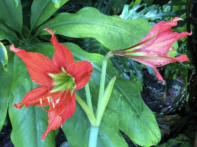 Коллекции растений ЦСБС СО РАН - Hippeastrum Herb. cv.Red Lion – Гиппеаструм  cv.Red Lion