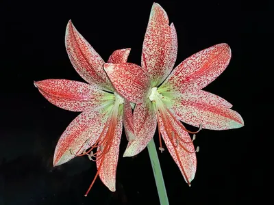 Amaryllis (Hippeastrum) Guide | Our House Plants