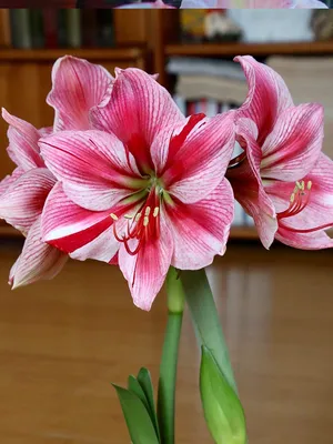 Grow Amazing Amaryllis: Complete Guide to Caring for Hippeastrum – Garden  Betty