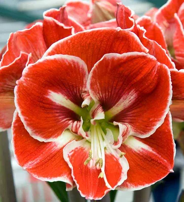 Hippeastrum - Give your garden a wow factor!