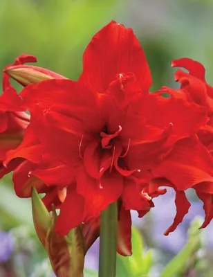 Blooming Hippeastrum Amaryllis Double Galaxy Grp 'Exotic Nymph' White  Background Stock Photo by ©olesia 656387304