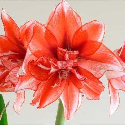 How to plant Hippeastrum (Amaryllis) bulbs indoors | Grow at Home | Royal  Horticultural Society - YouTube