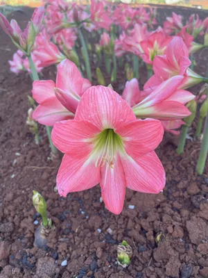 Amaryllis Moscow (Hippeastrum) - Fluwel